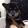 生まれて3カ月目の柴犬 サムネイル2