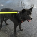 交通事故にあった甲斐犬ミックス　松吉３歳