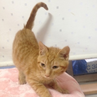 愛嬌のあるチャトラ女の子