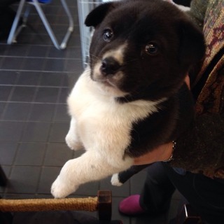 ☆ぶち柄の可愛い子犬 男の子☆