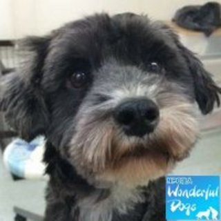 「FENDI」推定１～２歳♀