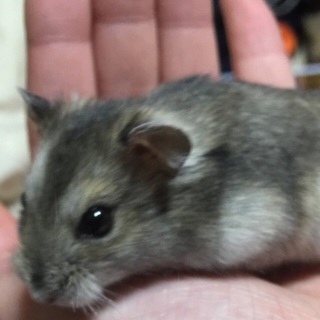 ハムスター2カ月なりました。