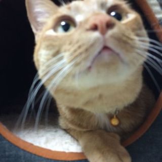 りある！ホワッツ・マイケル♂推定３歳