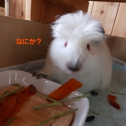 食欲旺盛です(*^^*)