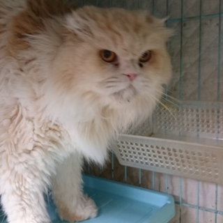 スコティッシュF★男らしいロビン君★８歳