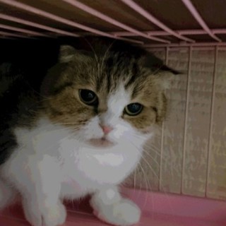 スコティッシュF☆ありがとうございました