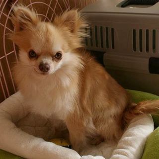 元気で甘えん坊、愛嬌のあるノアくん♂チワワまだ２歳