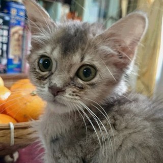 里親様決定いたしました☆ありがとうございました