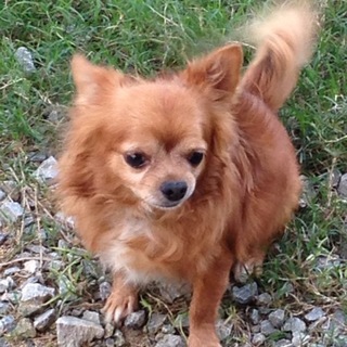 ご応募ありがとうございました。