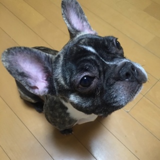 里親様決定しました！ご応募ありがとうございました。