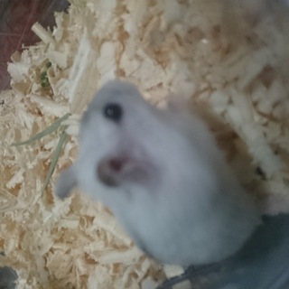 パールホワイト(♂)