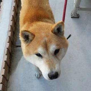 心優しいご家族に引き取られる予定です！