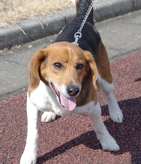 人懐こい ビーグルコーギ 山梨県 犬の里親募集 ペットのおうち 月間利用者150万人