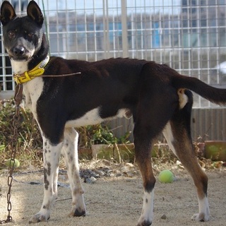 精悍な洋犬ミックス　ロジャー君１歳