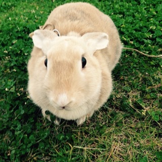 里親決まりました。