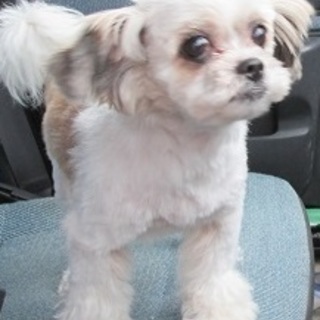 凛とした可愛さ　シーズーミックスメリーちゃん６歳位