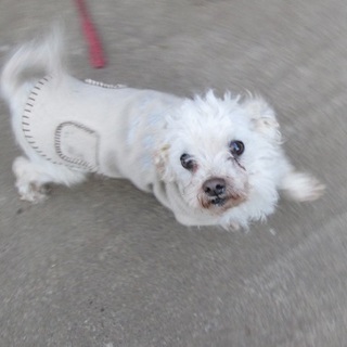 可愛くて優しい老犬　トイプードルミックスマリオ君
