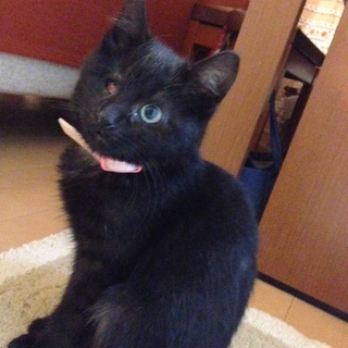 ハンデありますが、元気すぎる黒ニャンコ！
