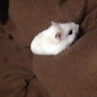 ハムスターの里親を探しています！