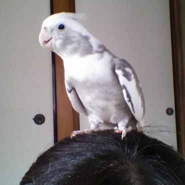 放鳥すれば定位置にとまるくぅ。そこは人の頭の上・・・(^_^;)