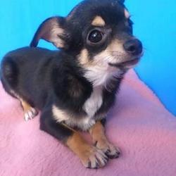 わんわんルーム定期譲渡会 サムネイル3