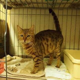 ベンガル？ベルちゃん里親さん募集中！