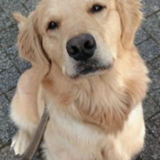 人が大好きでいつも寄り添うＧレトリバー