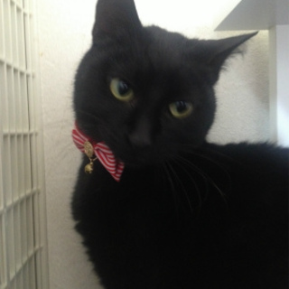 性格の良い黒猫女の子