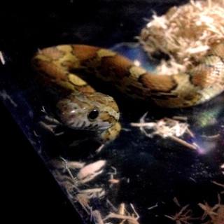 コーンスネーク（キャラメルhet.バターモトレイ）