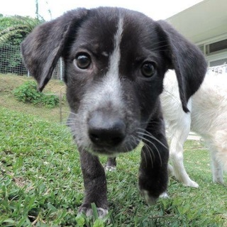 ちょっとオテンバで甘えん坊「レイ」