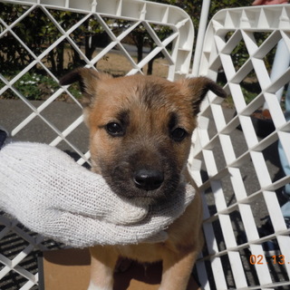 譲渡されたそうです。