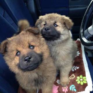 2ヶ月半の男の子  2匹♪