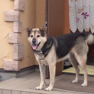 10才の雑種です！