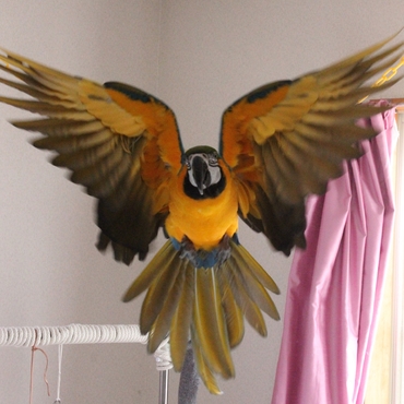 飛んでみました。