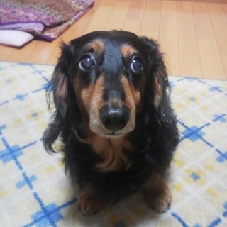 優しくておとなしい男の子です