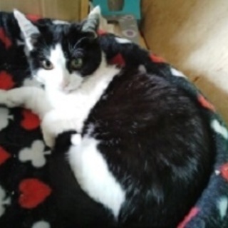 びびりなちっちゃな女の子です。