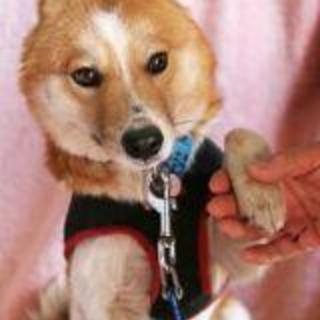 ベル　シャイな男の子