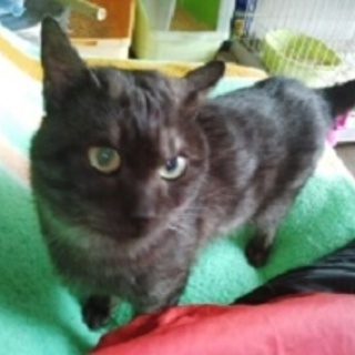 とても甘えん坊の大人しい子です。