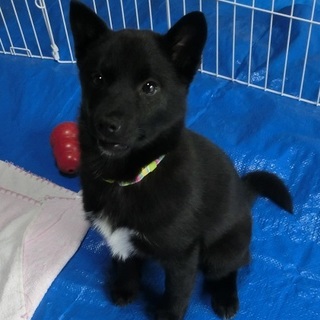 新しい飼い主様を探しています