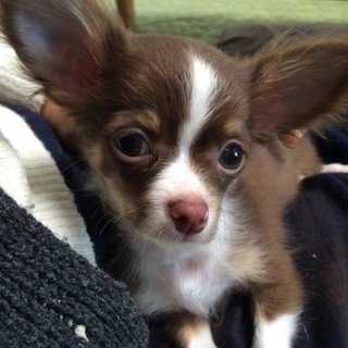 ４ヶ月ﾁﾜﾜの里親をさがしてます