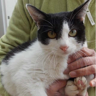 とっても小さい黒白ハチワレちゃん♪