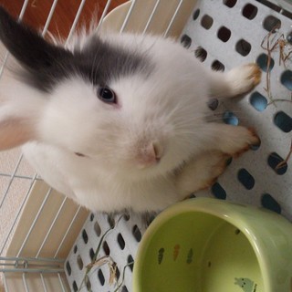 うさぎの里親募集！