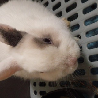 うさぎの里親募集！