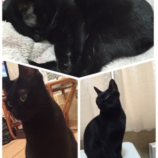元気いっぱい、甘えん坊の黒猫です♪