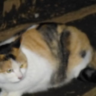 公園の仲良しのらちゃん4匹