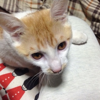 山形市内で引き取ってくださる方募集