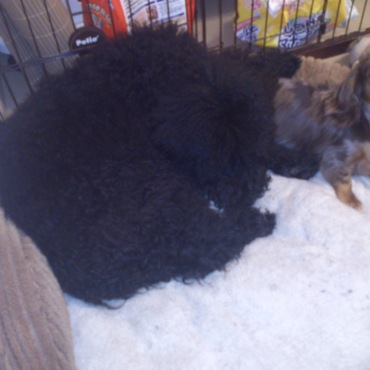 ２匹で一緒に寝るのが大好きです☆