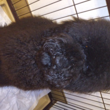 アフロにしたらモフモフで可愛いのですが目が・・・＾＾；