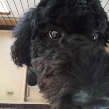 UPだとこんなにつぶらで可愛い目です☆