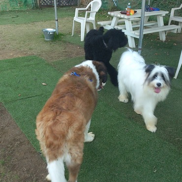 ドッグランでご機嫌です（パート３）